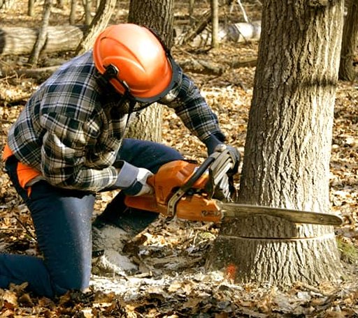 Tree Removal in Bel Air, MD
